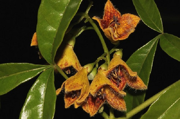 Golden guinea tree