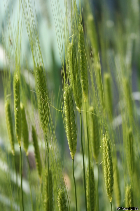 Einkorn (Triticum monococcum) - Image 1 of 10