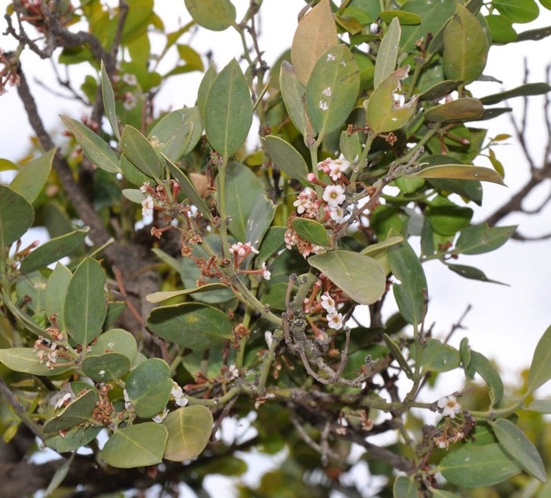 How to care for Bushman's poison - Complete Plant Care Guide ...