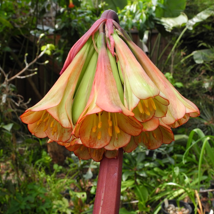 Fire lily