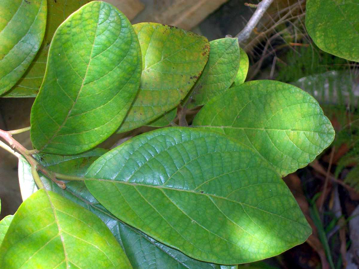 How to care for Bollywood - Complete Plant Care Guide | PlantSnap ...