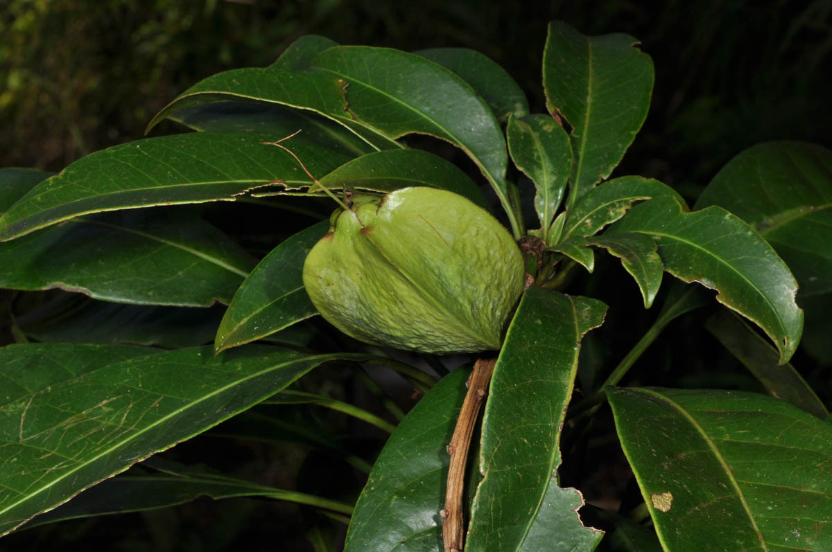 Frog tree