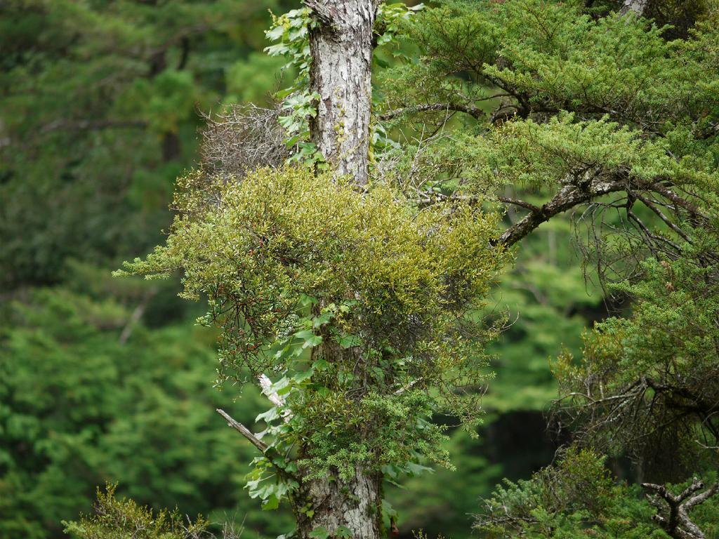 Japanese mistletoe