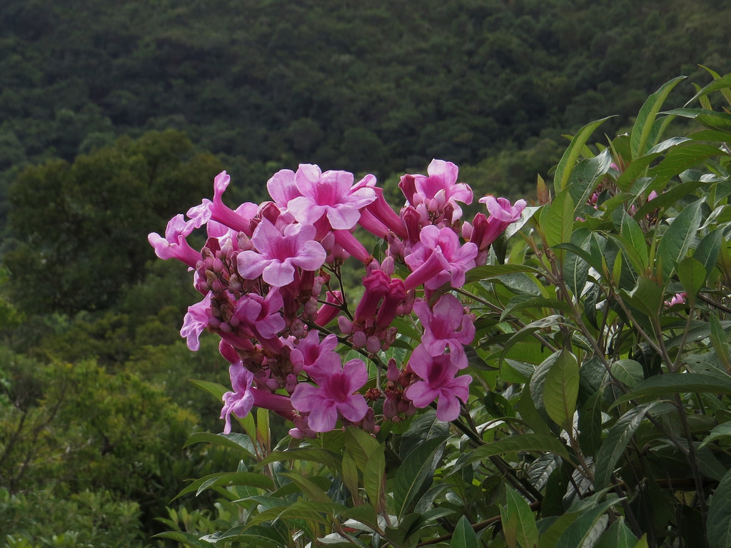 Beautiful cuspidaria