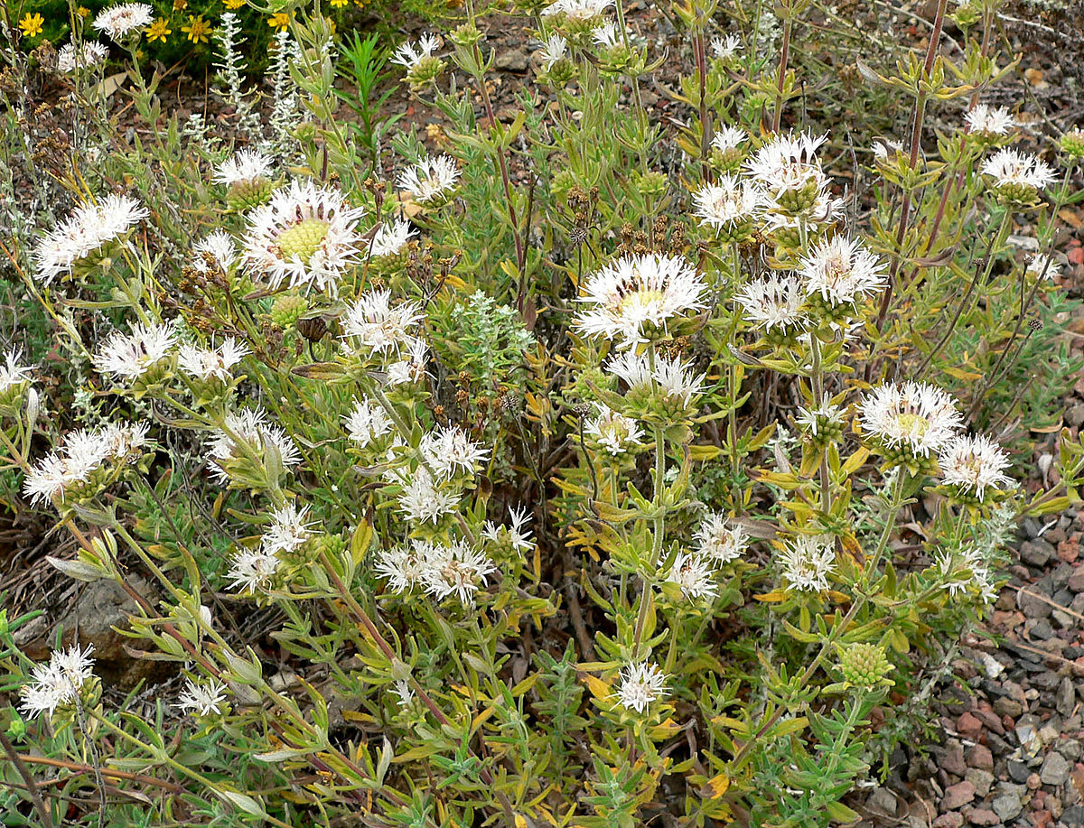 White-leaf monardella