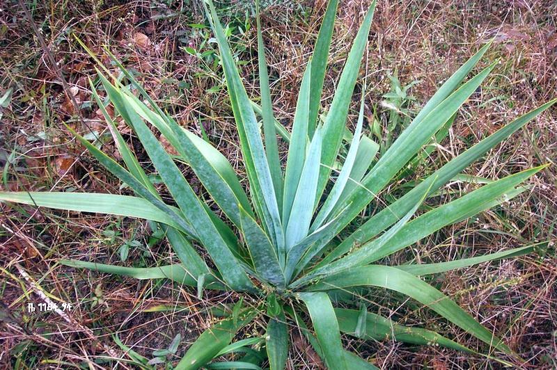 Dwarf yucca