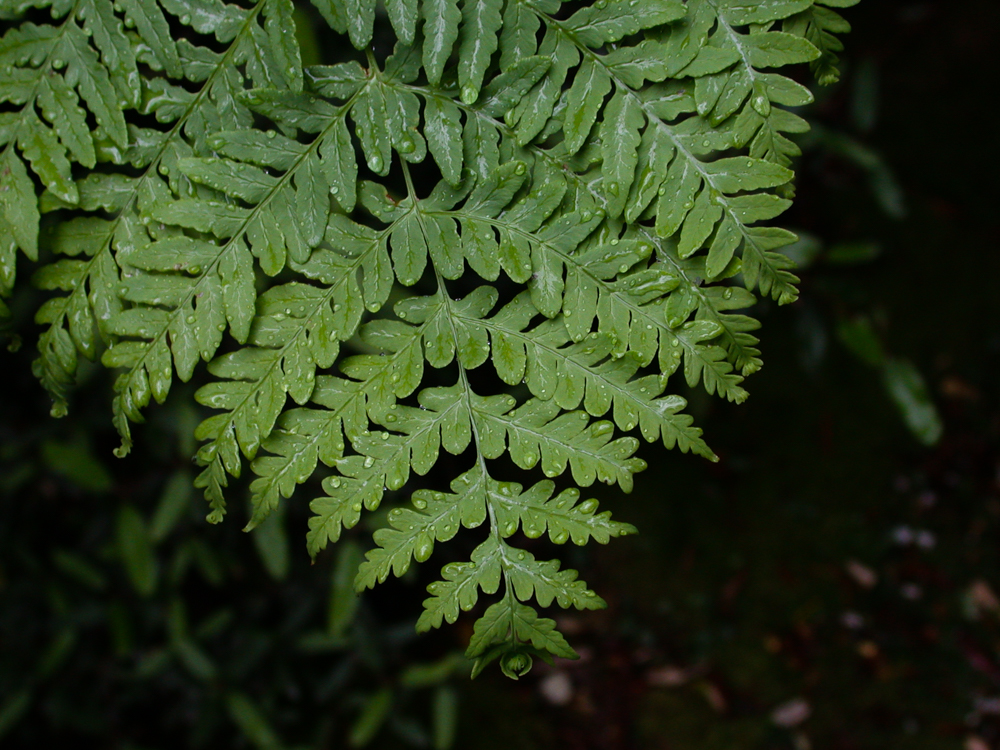How to care for Bat's wing fern - Complete Plant Care Guide | PlantSnap ...