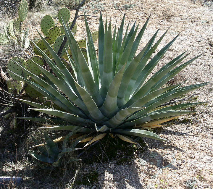 Golden flowered agave
