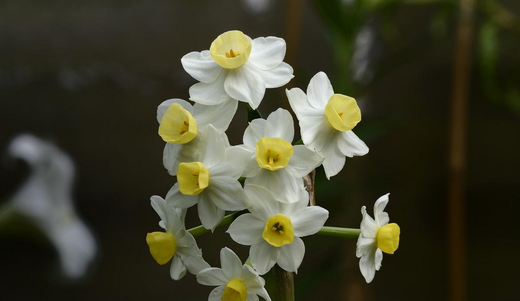 Paperwhite