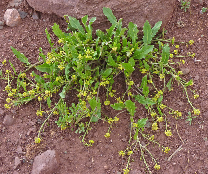 Alpine yellowcress