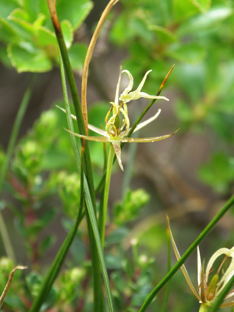 How to care for Alpine sedge - Complete Plant Care Guide | PlantSnap ...