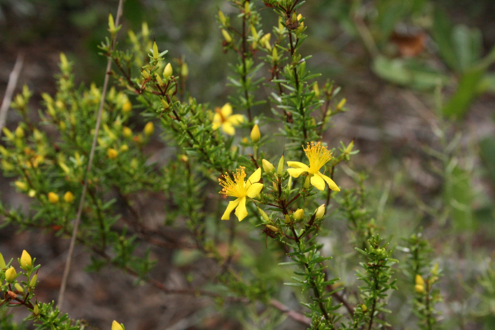 Atlantic st. john's wort