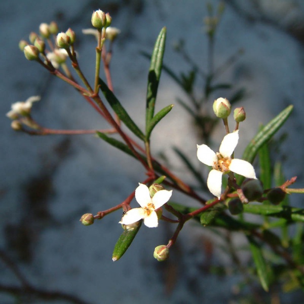 Shrubby zieria
