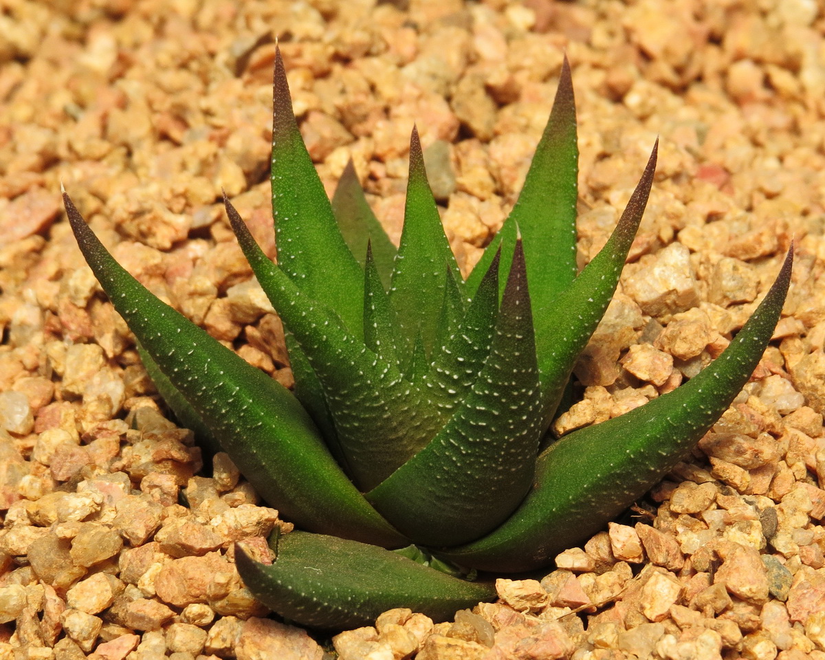 Zebra plant