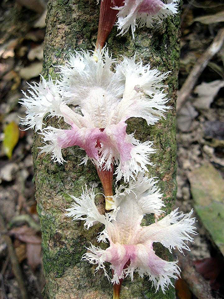 Fringed trumpet-bush