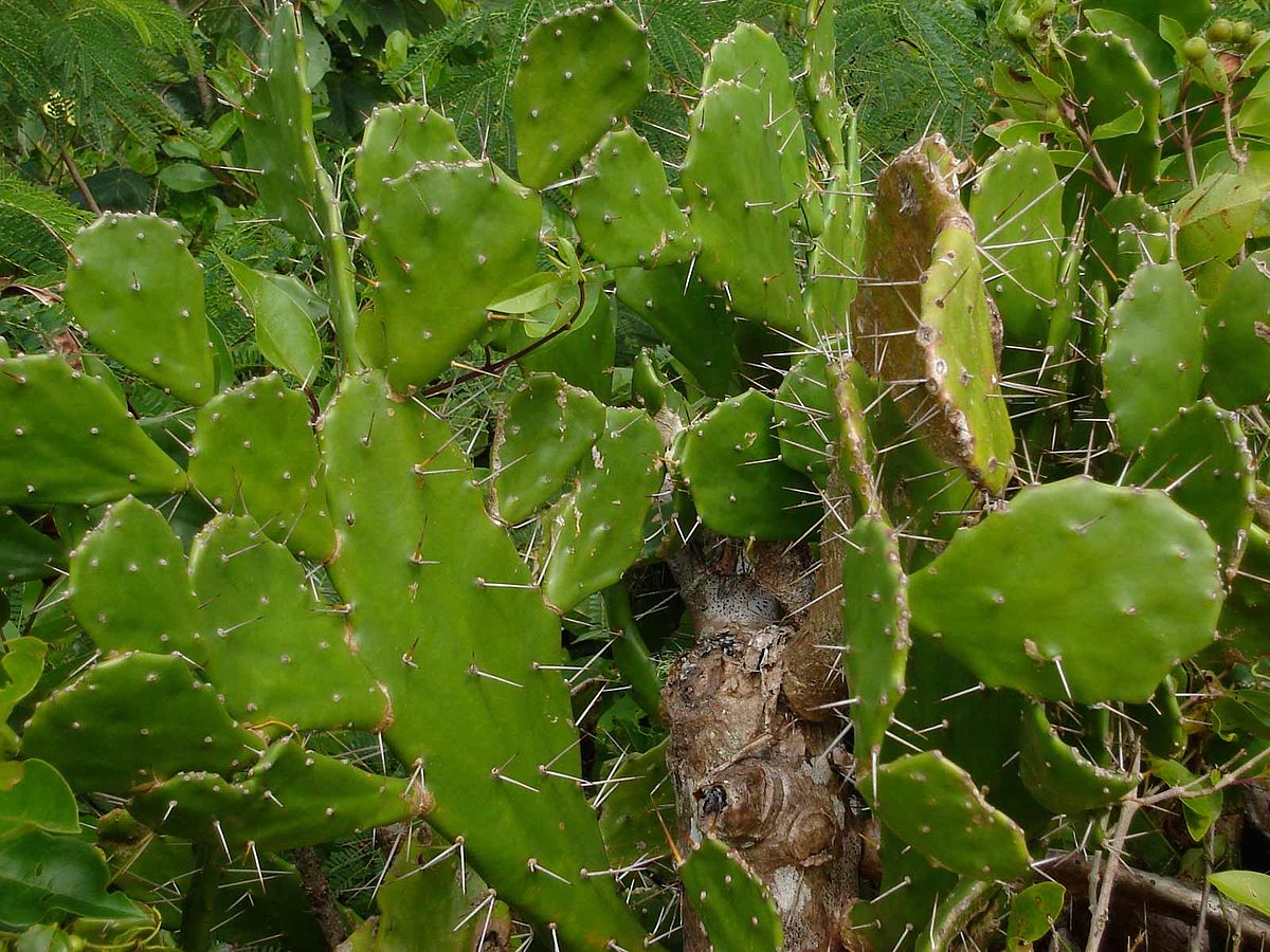Common prickly pear