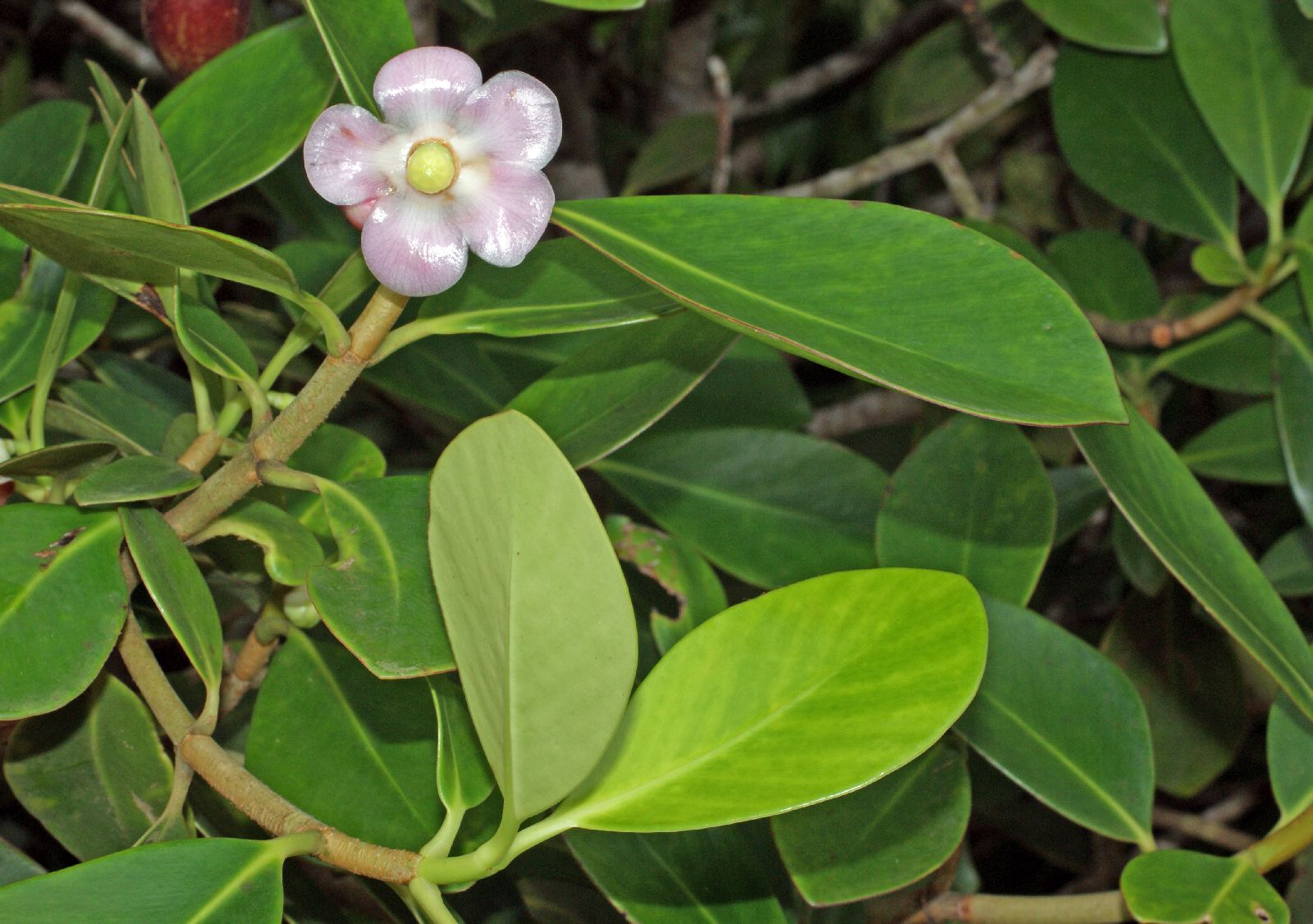 Small-leaved clusia
