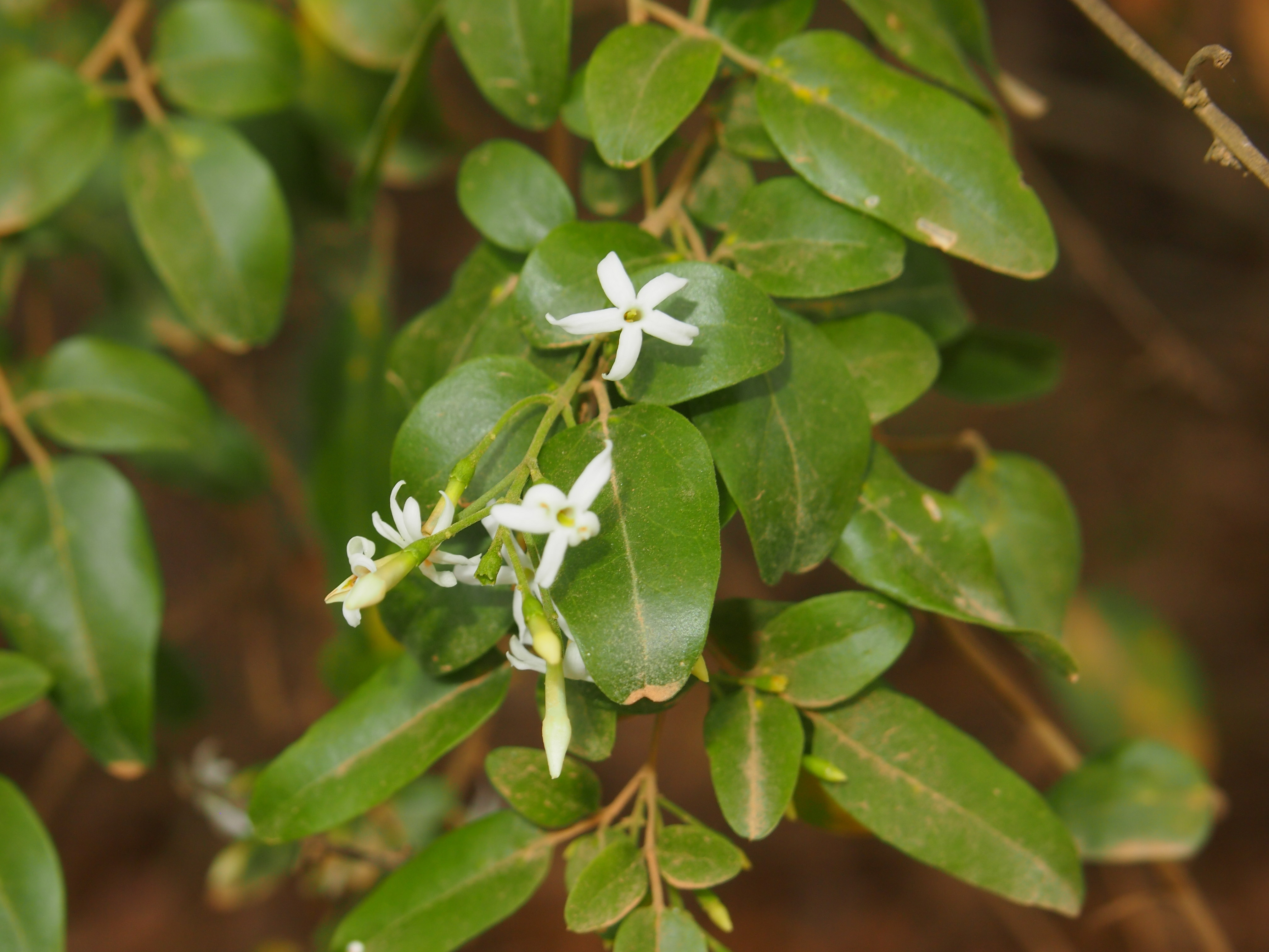Native jasmine