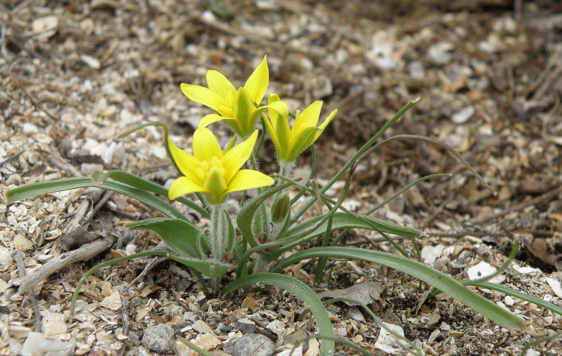 Star-of-bethlehem