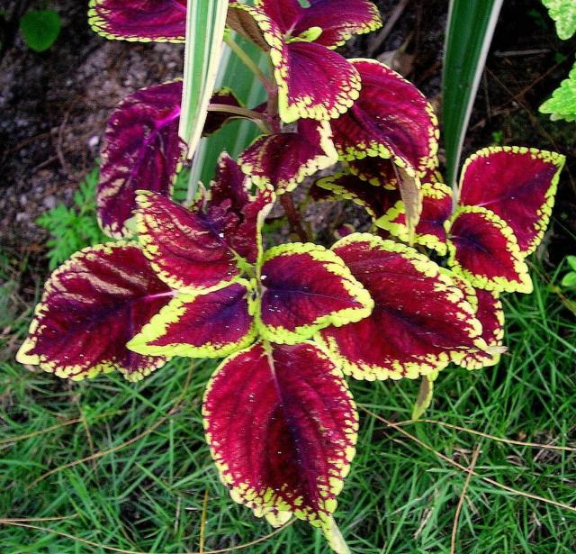 Coleus