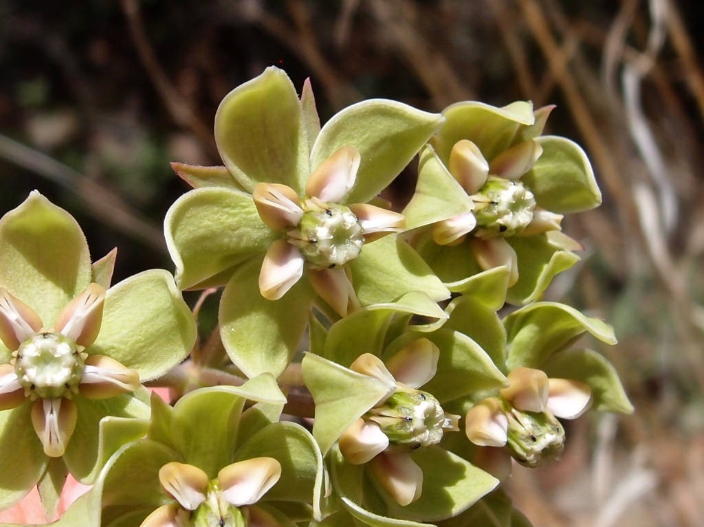 Tall milkweed