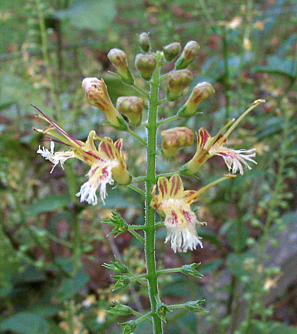 Horse balm