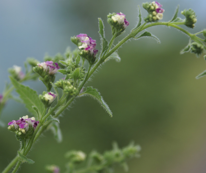 Forked blue mint