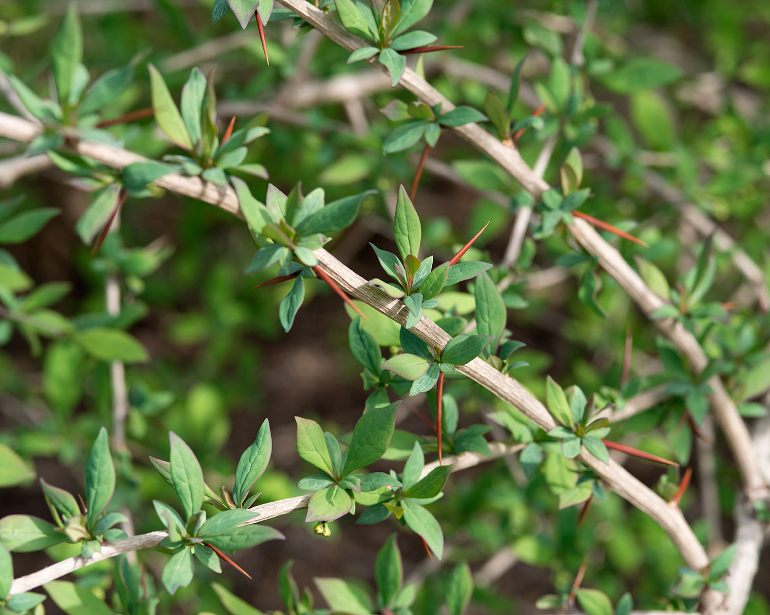 Barberry