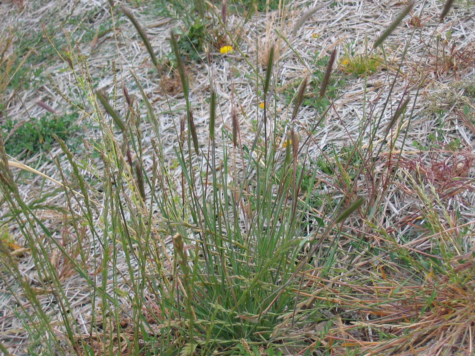Meadow barley