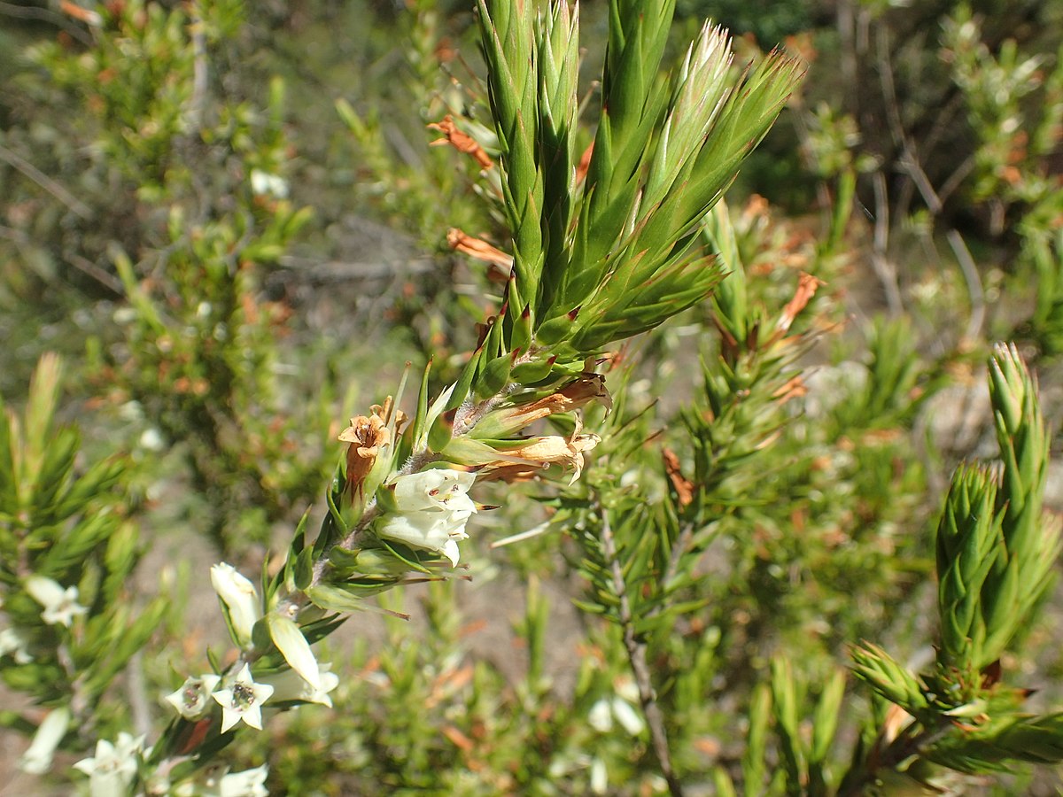 Calvert's heath