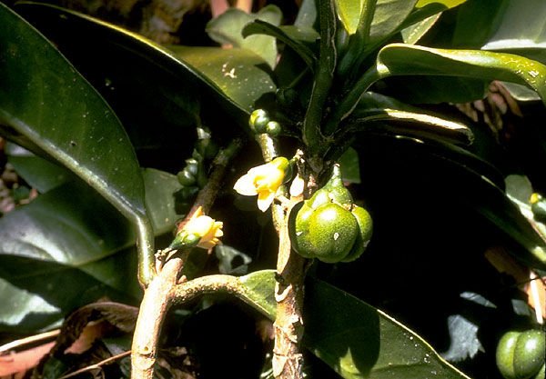 Kaulu