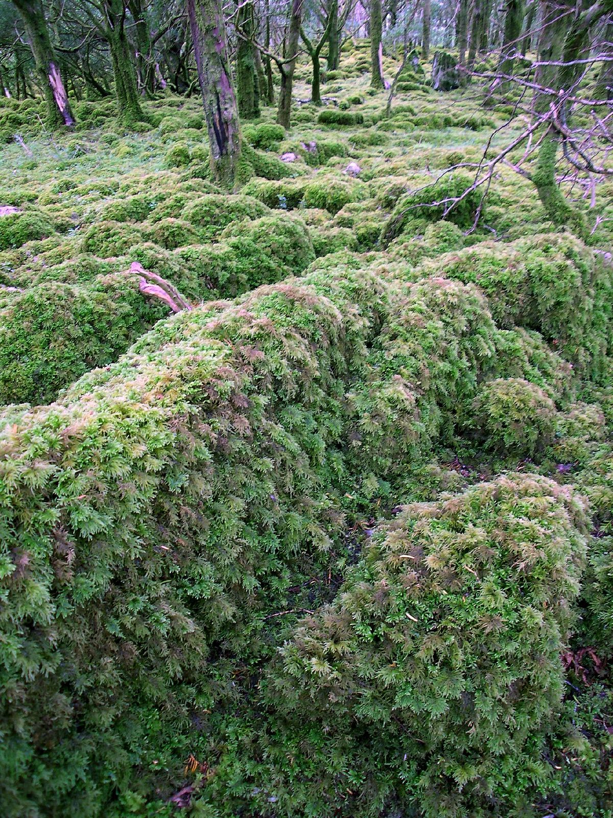 Korean leaf moss