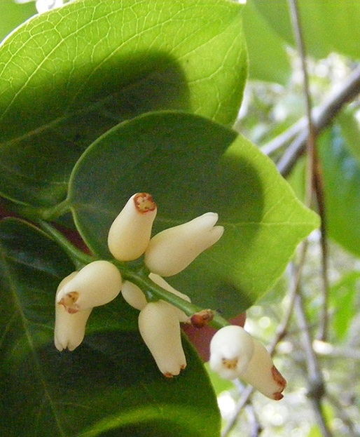 How to care for Lace-bark tree - Complete Plant Care Guide | PlantSnap ...