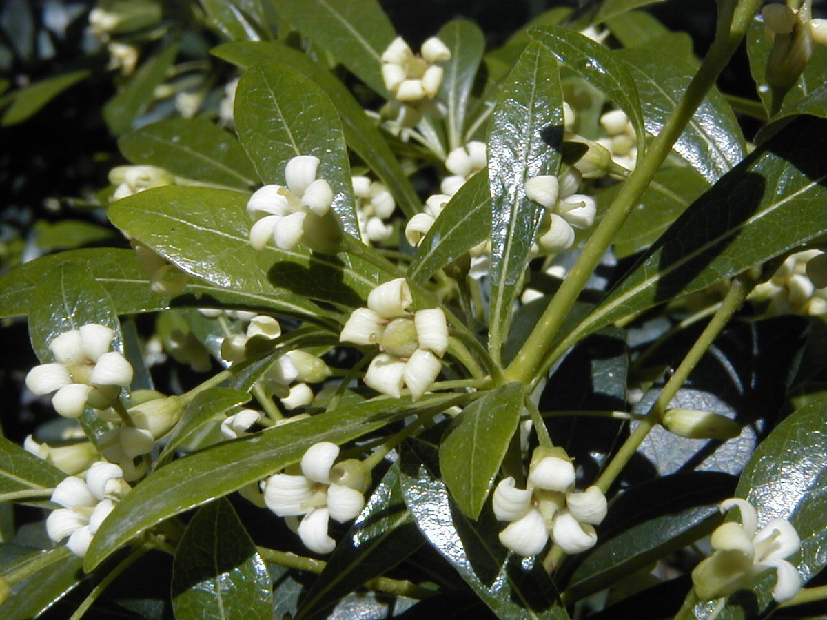 White cheesewood