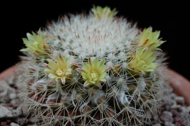 Evermann's pincushion - Plantsnap - Identify Plants, Trees, Mushrooms With  An App