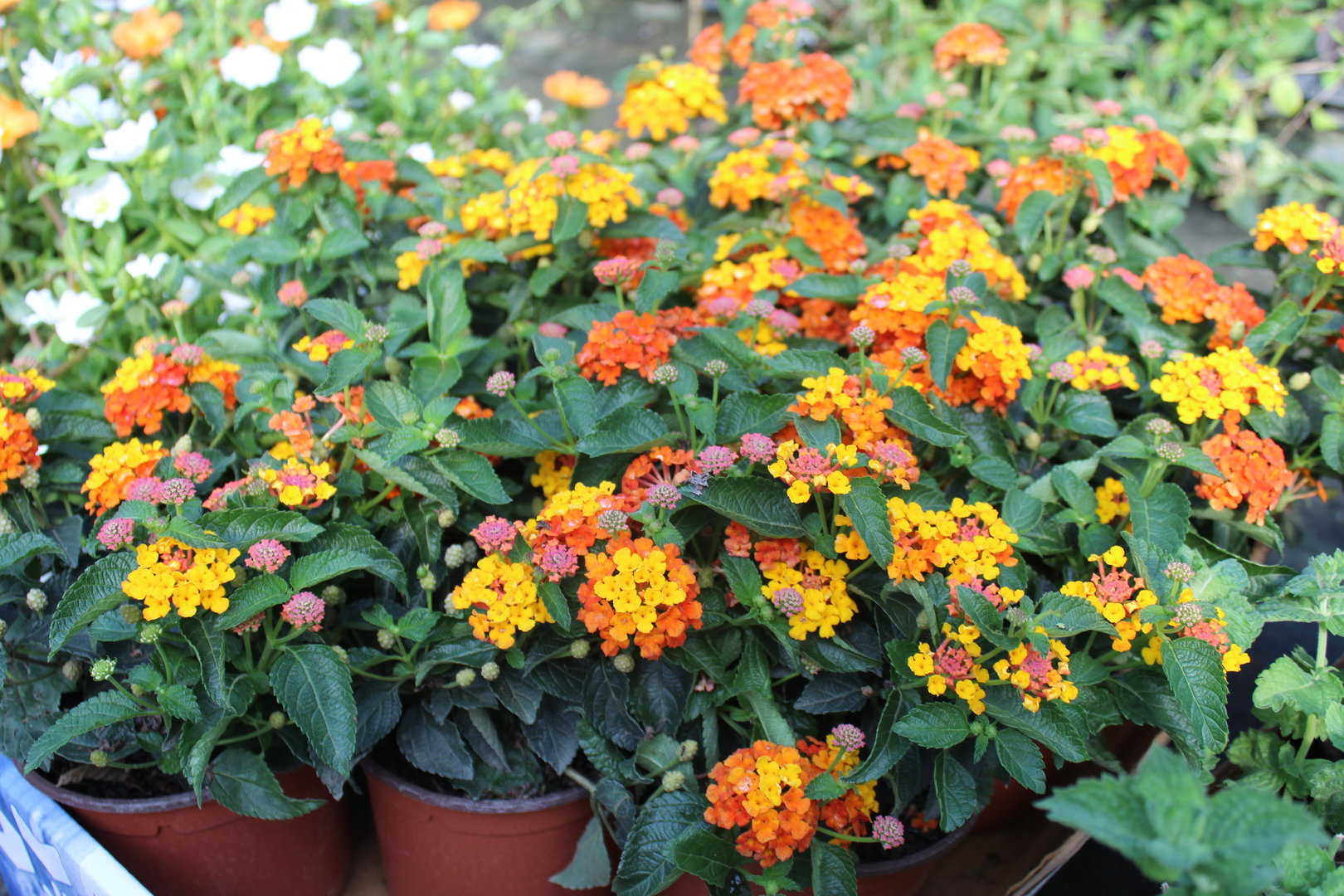 Lantana