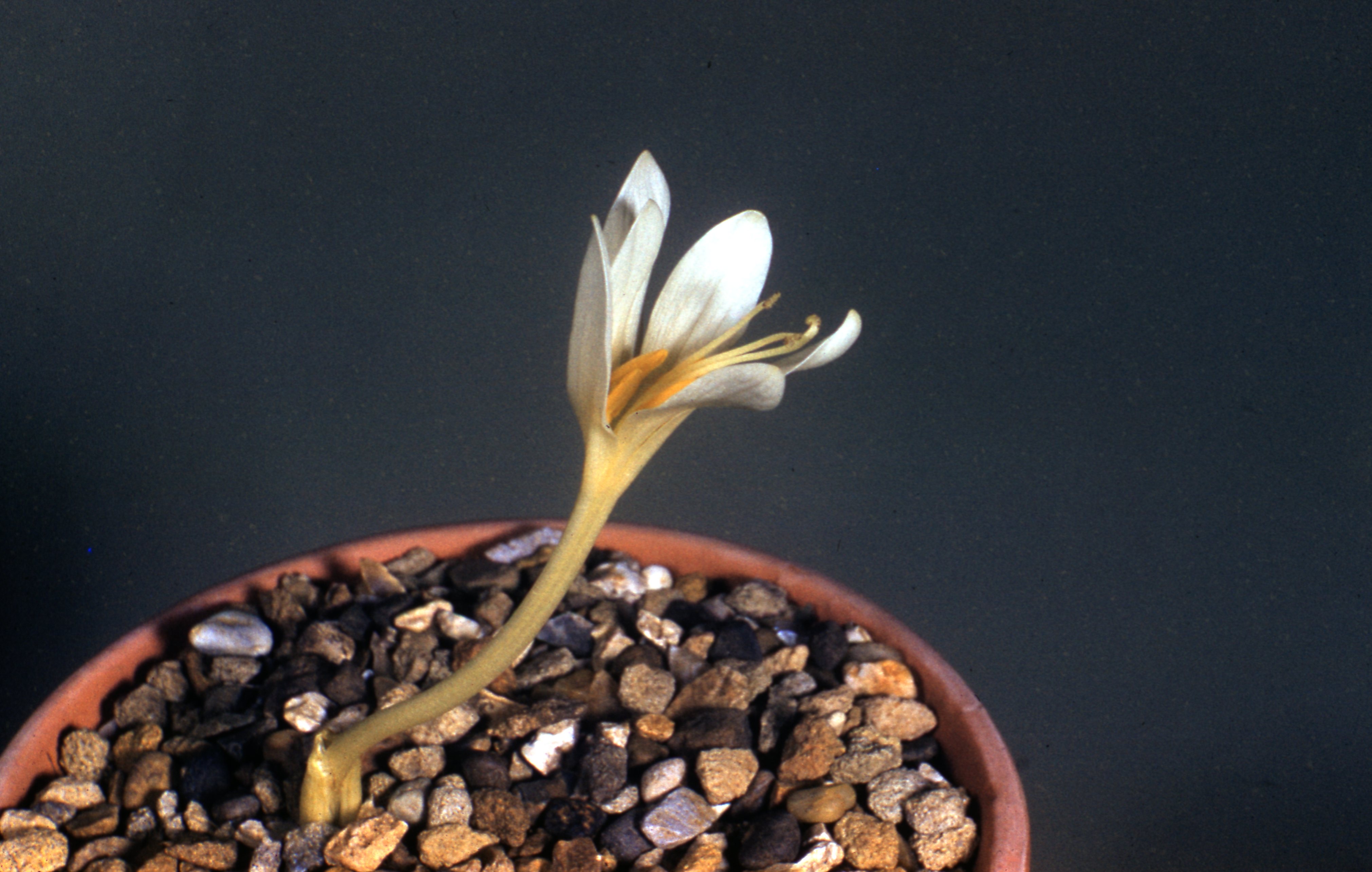 Kotschy's colchicum