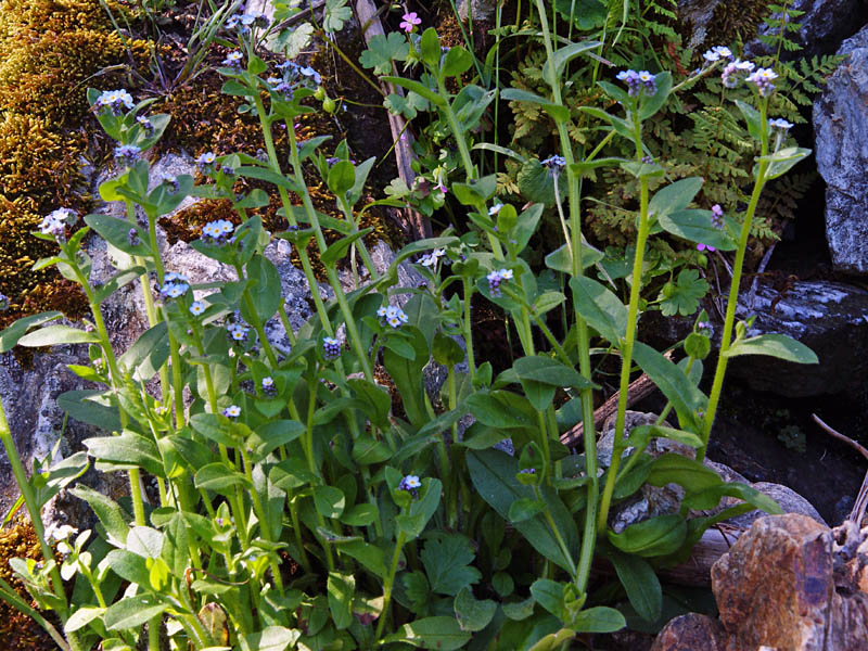 Slender speedwell