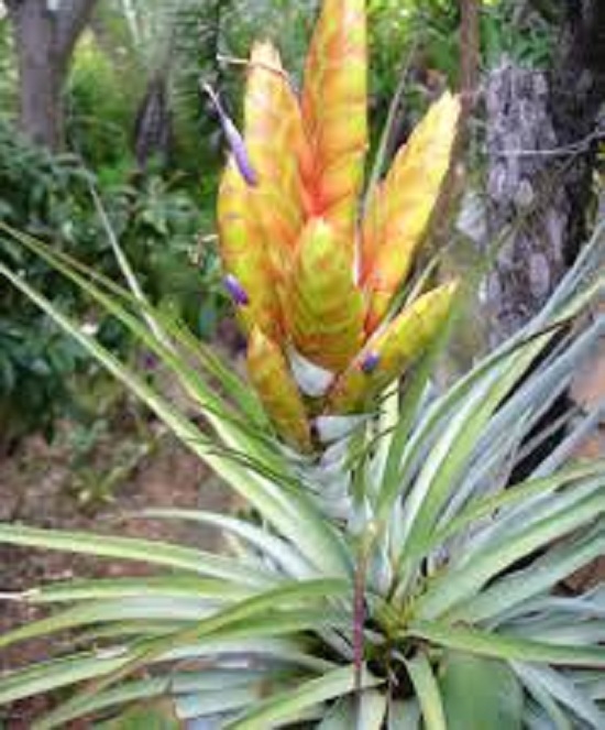 Sierra tillandsia