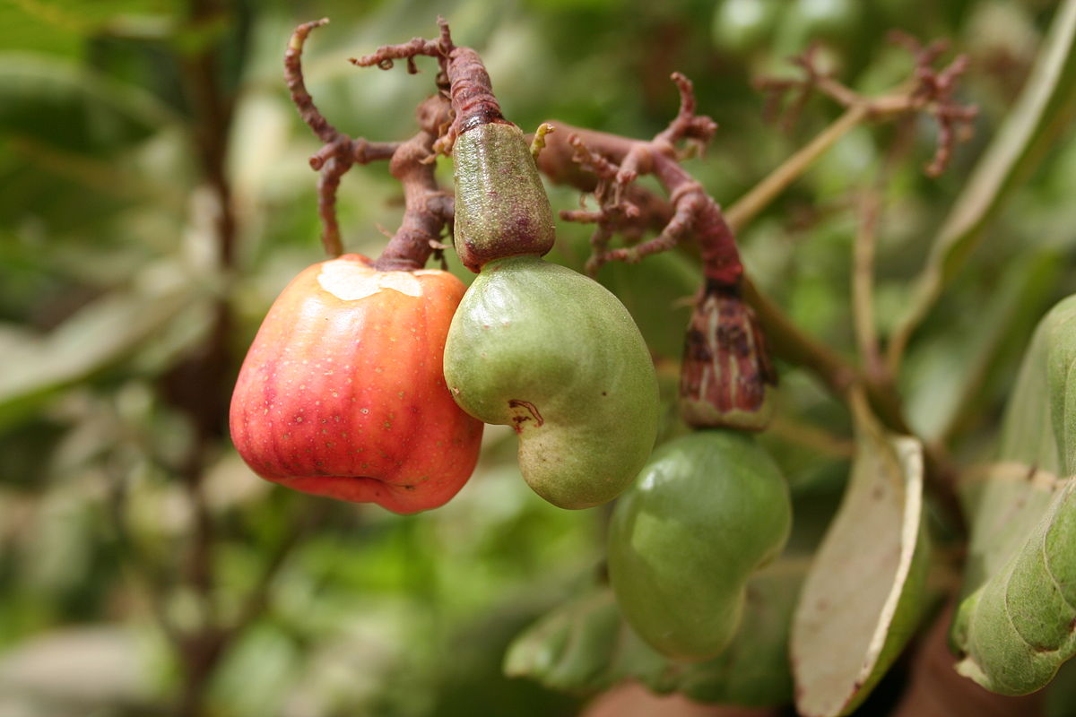 Cashew