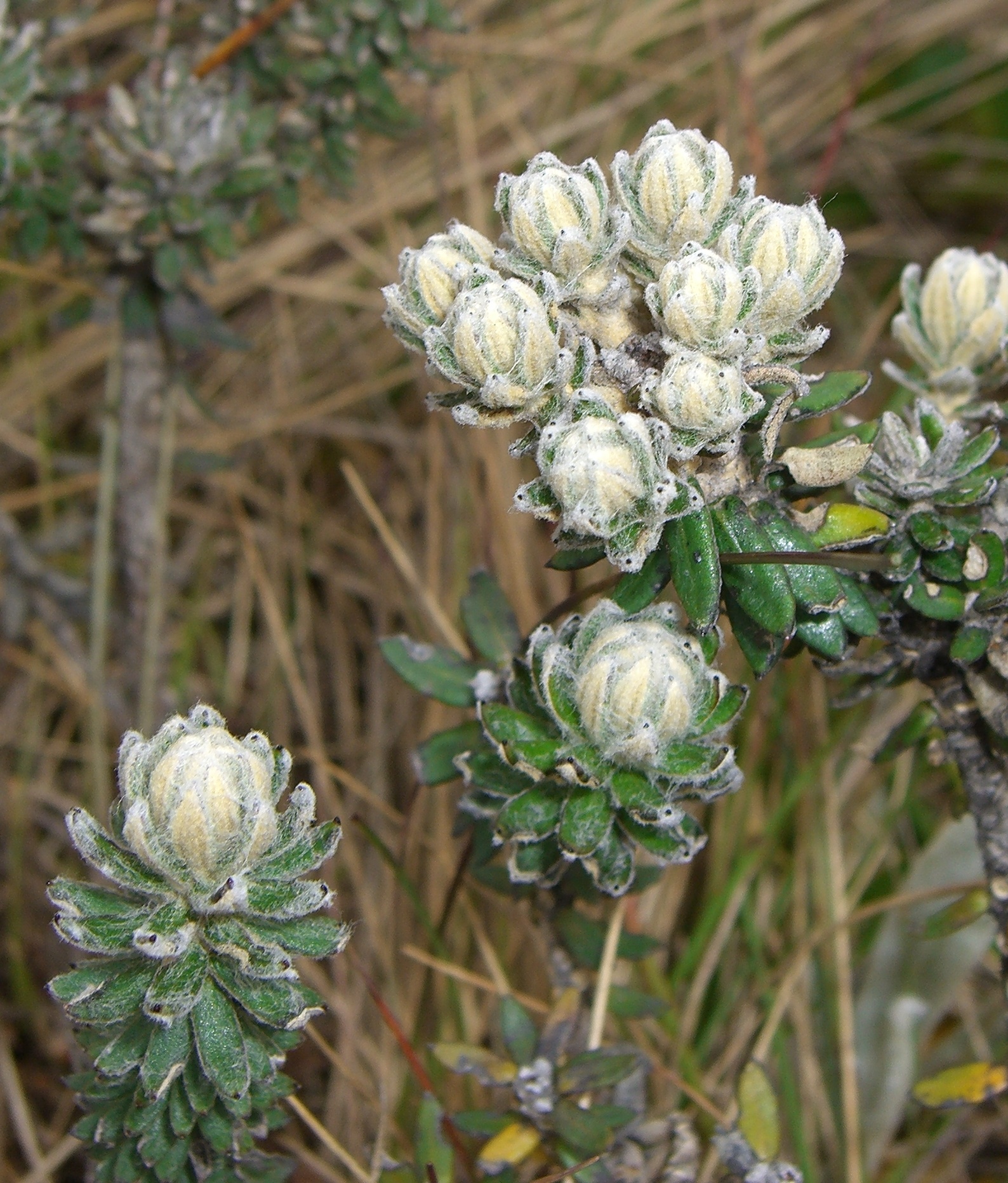 How to care for Frailejón arenon - Complete Plant Care Guide ...