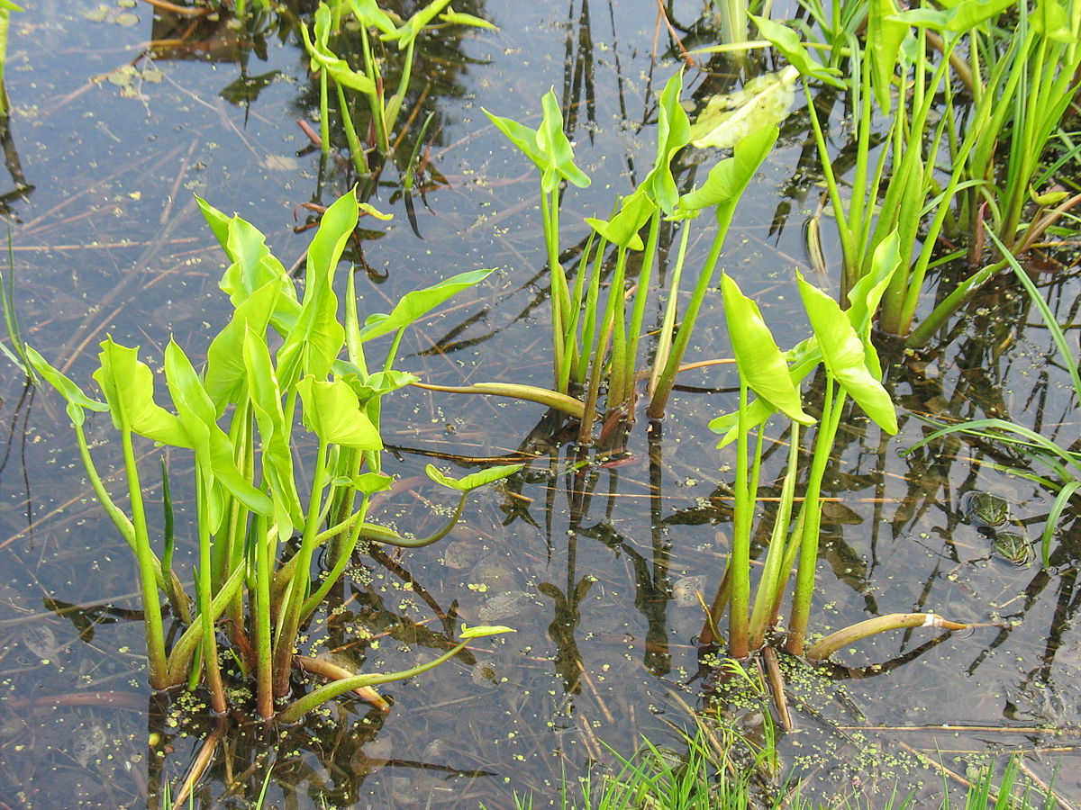 Arrow arum