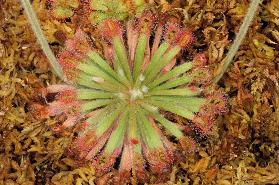 Northern territory sundew