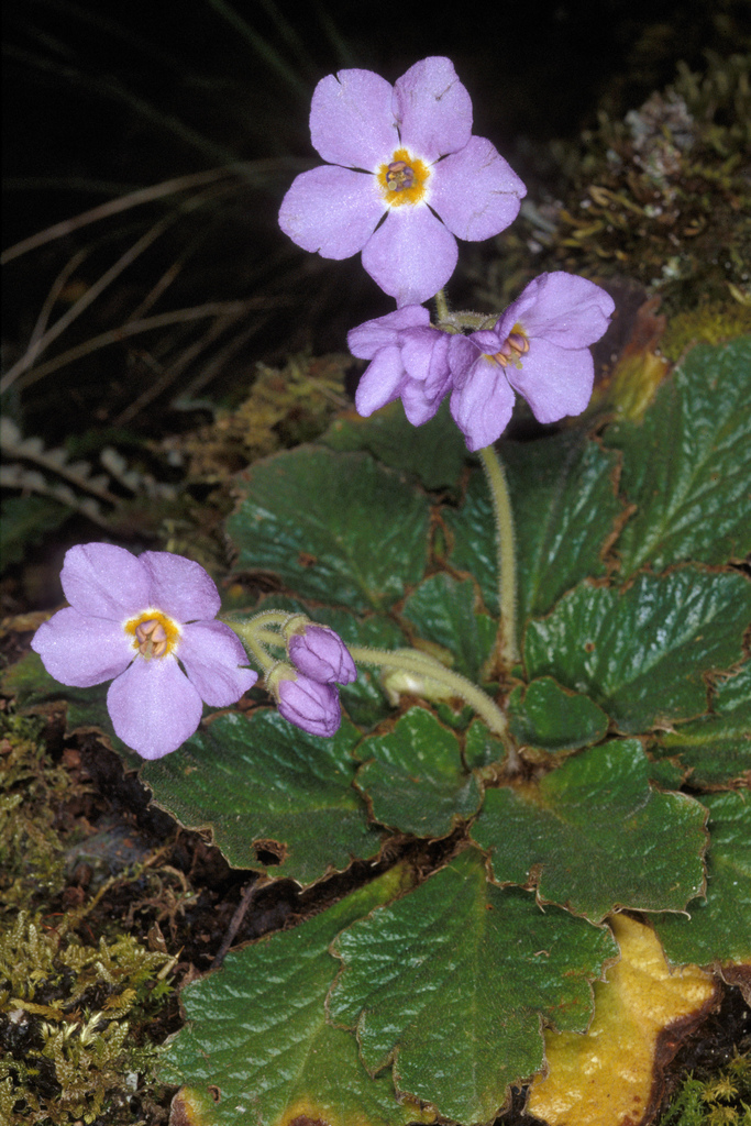 Plantsnap – Identify Plants, Trees, Mushrooms With An App