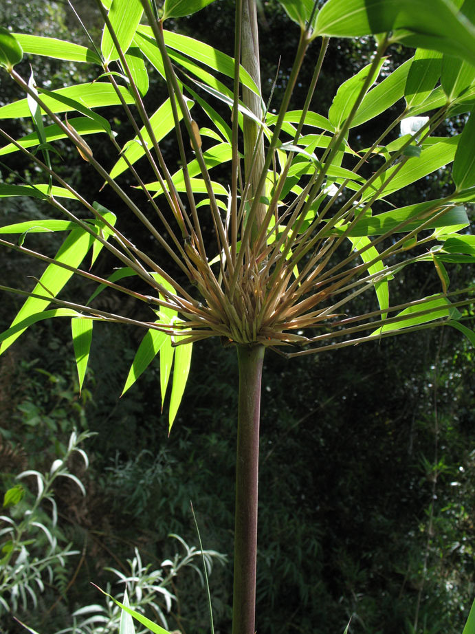 Plantsnap Identify Plants, Trees, Mushrooms With An App