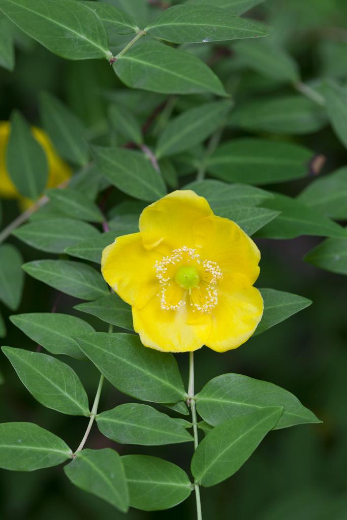 Lancaster's st. john's wort