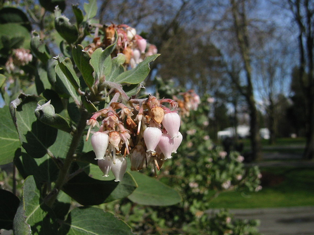 Whiteleaf manzanita