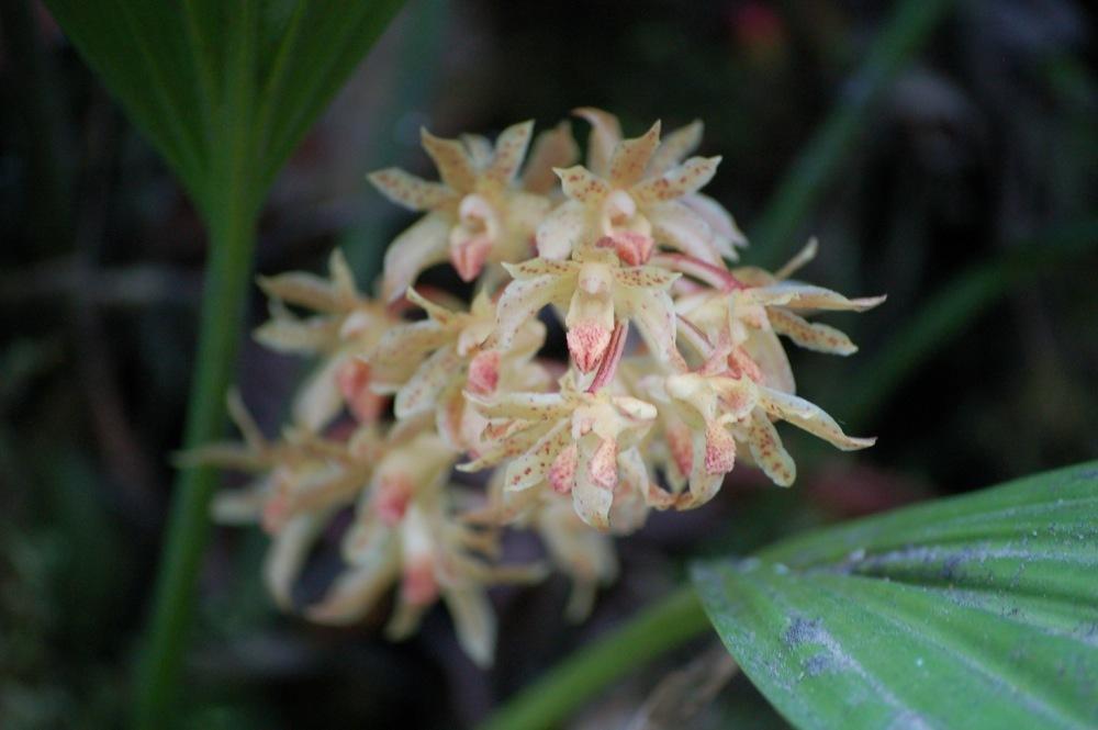 Lion's tongue xylobium