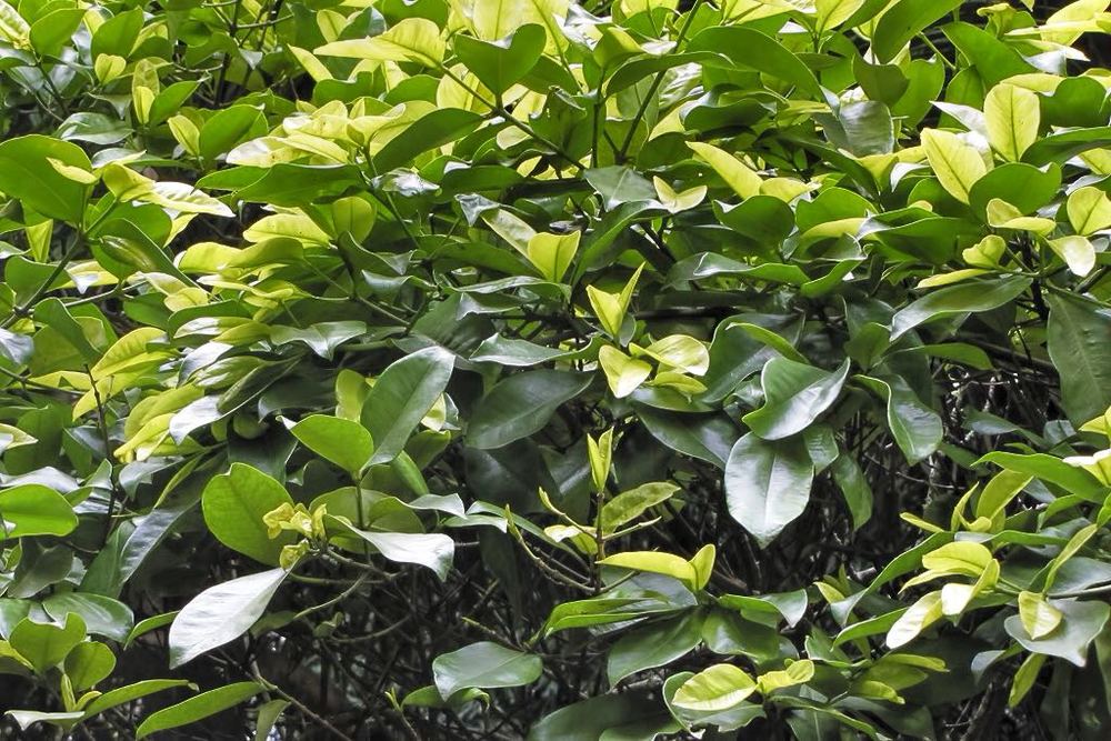 Calaba tree - Plantsnap - Identify Plants, Trees, Mushrooms With An App