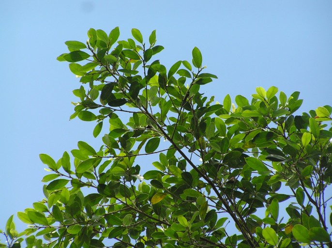 Oak